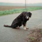 Photo Chien_Benjamin Rullier