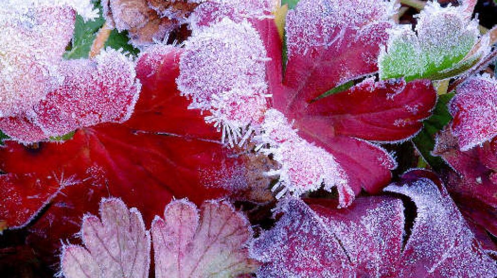 Fleurs et givre