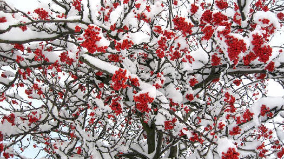 Fruits rouges dans un arbre enneigé