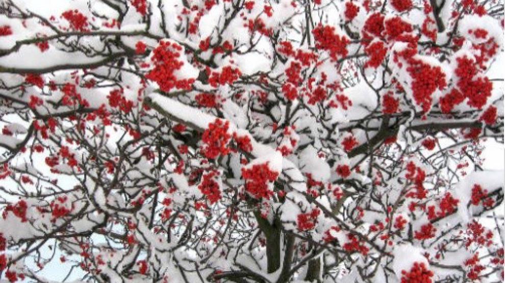Paysage d'hiver