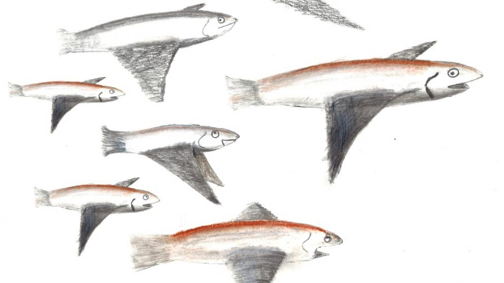 Dessin de sardines volantes