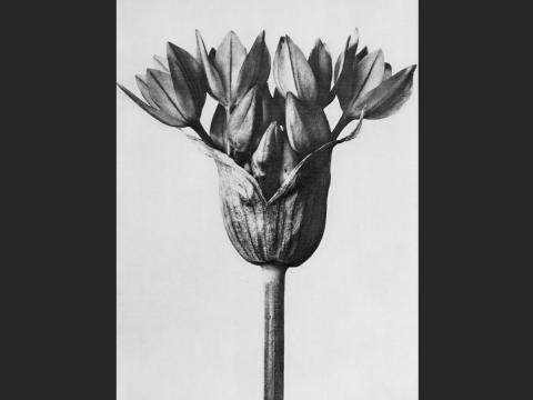 Karl Blossfeldt, Allium ostrowskianum, Knoblauchpflanze, 1928. © The J. Paul Getty Museum, Los Angeles.